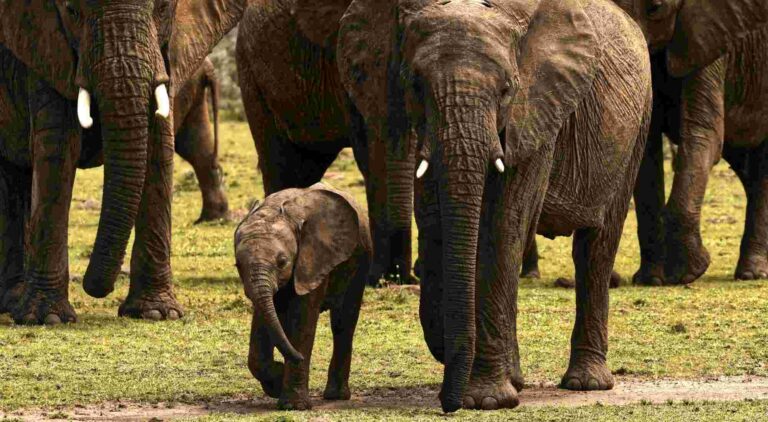 Masai Mara, Masai mara national reserve, Masai Mara Africa, Masai Mara national reserve Kenya, Hotels in Masai Mara national reserve