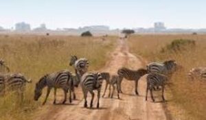 Top Sustainable Safari Tours In Kenya | Eco-Friendly Packages & Lodges 2025 • Naicef Birding Kenya, Birds Nairobi National Park, Nairobi bird watching, Nairobi birding, Bird watching Kenya.Sustainable safari tours, Eco-friendly safari, Sustainable tourism in Kenya ,Best Sustainable beach in Kenya, best sustainable safari packages in Kenya