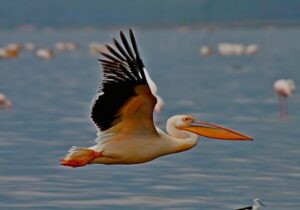 Best Things To Do In Kenya - Unravel Kenya Beyond Safari • Naicef naicef birdwatching. Bird watching in Kenya, Birding in Kenya, Bird watching safaris in Kenya, Birds in Kenya safari, Birds in Kenya. Best things to do in Kenya, Top things to do in Kenya, Best things to do in Nairobi, What to do in Nairobi for a day, Things to do in Kenya other than safari