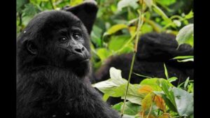 Bwindi Impenetrable National Park safari, Gorilla trekking in Bwindi Impenetrable National Park, Best time to visit Bwindi Impenetrable National Park, Bwindi Impenetrable National Park lodges, Bwindi Impenetrable National Park Tours. Private 4 Day Gorilla Trekking Uganda Package, Exclusive 4-Day Gorilla trekking adventure in Uganda, Luxury Bwindi Gorilla trekking safaris, Exclusive Gorilla trekking in Bwindi Impenetrable National Park, Private Bwindi Gorilla Safari
