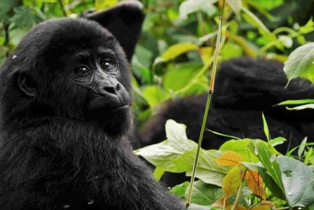 Bwindi Impenetrable National Park safari, Gorilla trekking in Bwindi Impenetrable National Park, Best time to visit Bwindi Impenetrable National Park, Bwindi Impenetrable National Park lodges, Bwindi Impenetrable National Park Tours. Private 4 Day Gorilla Trekking Uganda Package, Exclusive 4-Day Gorilla trekking adventure in Uganda, Luxury Bwindi Gorilla trekking safaris, Exclusive Gorilla trekking in Bwindi Impenetrable National Park, Private Bwindi Gorilla Safari