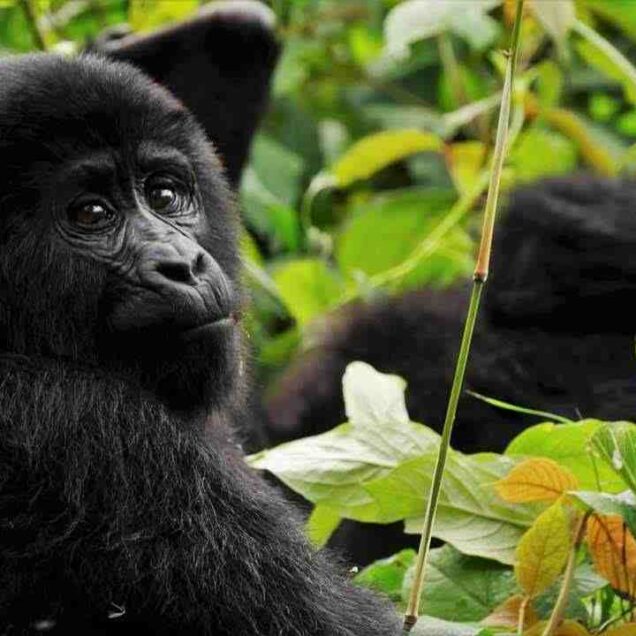 3. Uganda