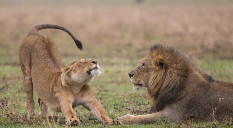 Naicef Lion Safari. Mara Naboisho Conservancy, Mara Naboisho Conservancy Kenya, Naboisho Conservancy Lodges, Mara Naboisho Conservancy Weather, Naboisho Conservancy  Masai Mara. Big five African safari tours, best big five wildlife safari packages in Kenya, big five wildlife package in Kenya, big five wildlife package in Kenya cost, best big five wildlife package in Kenya from Nairobi.