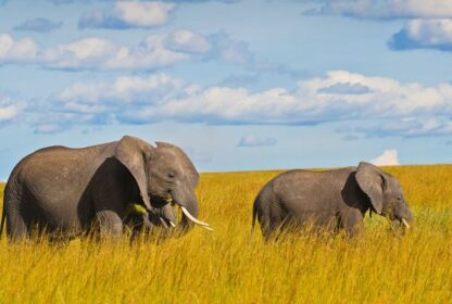 best of naicef wildlife safari