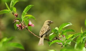 3 Days Nakuru Bird Watching in Kenya Safari • Naicef sustainable tourism. Best places to visit in Uasin Gishu, Things to do in Uasin Gishu, Top tourist attractions in Uasin Gishu, Best places to stay in Uasin Gishu, Best time to visit in Uasin Gishu. best places to visit in Tana River County, things to do in Tana River County, tourist attractions in Tana River County, best time to visit Tana River County, best places to stay in Tana River County. Bird watching in Kenya, Birding in Kenya, Bird watching safaris in Kenya, Birds in Kenya safari, Birds in Kenya
