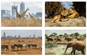 Attractions in Nairobi Kenya, Top tourist attractions in Nairobi, tourist attractions in Nairobi, must see attractions in Nairobi, attractions in Nairobi