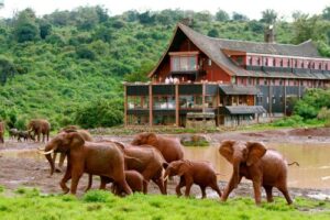 Aberdare national park, Aberdare national park kenya, the ark Aberdare national park, Aberdare ventures, Aberdare national park animals