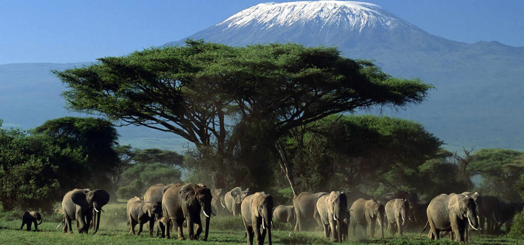 2025 Best Guide on Amboseli National Park- Naicef +254799922277