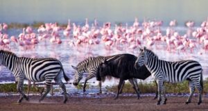 Attractions in Kenya, attraction sites in Kenya, natural attractions in Kenya, tourist attraction sites in Kenya, tourist attractions in Kenya