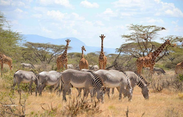 Attractions in Kenya, attraction sites in Kenya, natural attractions in Kenya, tourist attraction sites in Kenya, tourist attractions in Kenya.Samburu Safari Kenya, Kenya safari Samburu National Park, Samburu National Park Safari, Nanyuki tourist attractions, Nanyuki best places to visit