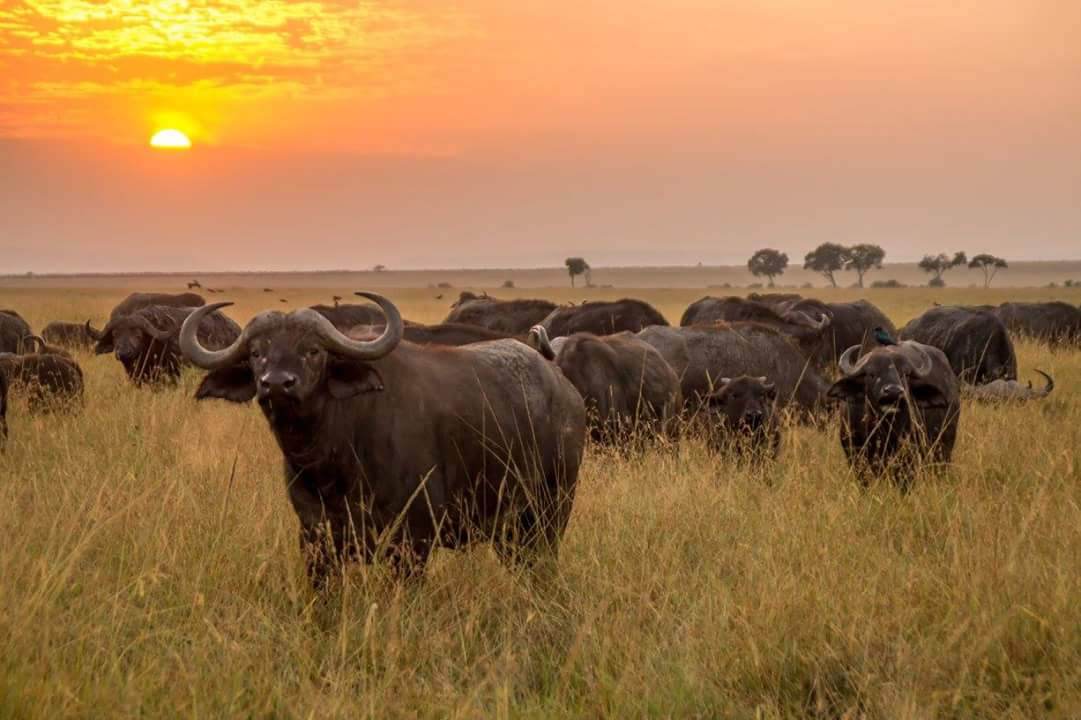 Meru National Park, Meru National Park Kenya, Meru National Park safaris, best time to visit Meru National Park, hotels in Meru National Park 