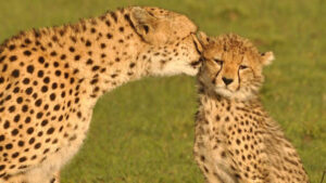 Meru National Park, Meru National Park Kenya, Meru National Park safaris, best time to visit Meru National Park, hotels in Meru National Park