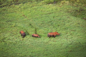 Meru National Park, Meru National Park Kenya, Meru National Park safaris, best time to visit Meru National Park, hotels in Meru National Park