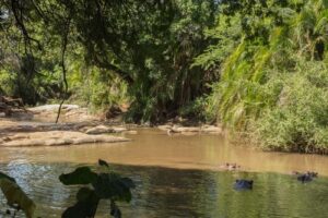 Meru National Park, Meru National Park Kenya, Meru National Park safaris, best time to visit Meru National Park, hotels in Meru National Park 