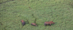 Meru National Park, Meru National Park Kenya, Meru National Park safaris, best time to visit Meru National Park, hotels in Meru National Park 