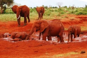 Tsavo East National Park, Tsavo East National Park Kenay, Tsavo East National Park in Kenya, Tsavo East National Park accommodation, Tsavo East National Park lodges