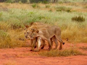 Tsavo East National Park, Tsavo East National Park Kenya, Tsavo East National Park in Kenya, Tsavo East National Park accommodation, Tsavo East National Park lodges