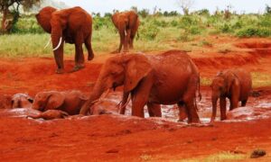 Tsavo East National Park, Tsavo East National Park Kenya, Tsavo East National Park in Kenya, Tsavo East National Park accommodation, Tsavo East National Park lodges