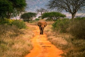 Things To Do, Tourist Attractions & Best Places To Visit In Tana River County • Naicef Tsavo west national park, Tsavo west national park location, Tsavo west national park kenya, Tsavo west national park lodges, Tsavo west national park fees. best places to visit in Tana River County, things to do in Tana River County, tourist attractions in Tana River County, best time to visit Tana River County, best places to stay in Tana River County
