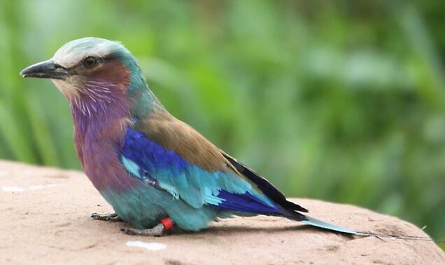 Tsavo west national park, Tsavo west national park location, Tsavo west national park kenya, Tsavo west national park lodges, Tsavo west national park fees. Best Places To Visit In Vihiga County, things to do in Vihiga County, tourist attractions in Vihiga County, best time to visit Vihiga County, accommodation in Vihiga County. Bird watching in Kenya, Birding in Kenya, Bird watching safaris in Kenya, Birds in Kenya safari, Birds in Kenya