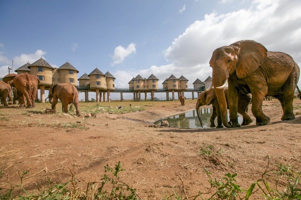 Tsavo west national park, Tsavo west national park location, Tsavo west national park kenya, Tsavo west national park lodges, Tsavo west national park fees