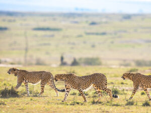 Attractions in Kenya, attraction sites in Kenya, natural attractions in Kenya, tourist attraction sites in Kenya, tourist attractions in Kenya