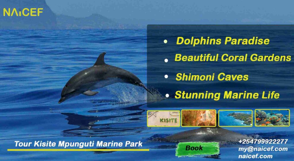 2025 Best Guide to Kisite Mpunguti Marine National Park- Naicef +254799922277