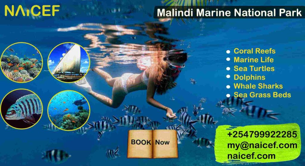 2025 Malindi Marine Park Top #1 Best Guide- Naicef+254799922277