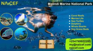 Luxury Malindi Marine National Park Kenya guide, Exclusive Malindi National Marine Park KWS tour, Private Marine National Park Malindi tour, Personalized Malindi Marine Park safari, Exclusive Malindi Marine National Park tours