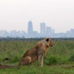 Nairobi National Park, Nairobi National Park Nairobi, Nairobi National Park safari, Nairobi National Park animal orphanage, Nairobi National Park entrance fees