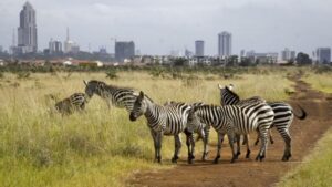 Nairobi National Park, Nairobi National Park Nairobi, Nairobi National Park safari, Nairobi National Park animal orphanage, Nairobi National Park entrance fees