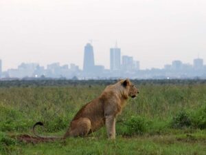 Nairobi National Park, Nairobi National Park Nairobi, Nairobi National Park safari, Nairobi National Park animal orphanage, Nairobi National Park entrance fees