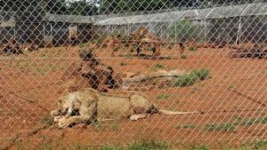 Nairobi National Park, Nairobi National Park Nairobi, Nairobi National Park safari, Nairobi National Park animal orphanage, Nairobi National Park entrance fees