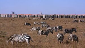 Nairobi National Park, Nairobi National Park Nairobi, Nairobi National Park safari, Nairobi National Park animal orphanage, Nairobi National Park entrance fees