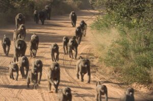 Ol Donyo Sabuk National Park, Ol Donyo Sabuk National Park hike, Ol Donyo Sabuk National Park camping, Ol Donyo Sabuk National Park charges, Ol Donyo Sabuk National Park location