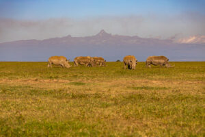 Ol pejeta conservancy, Ol pejeta conservancy Kenya, Kenya’s ol pejeta conservancy, Ol pejeta conservancy in Kenya, Ol pejeta conservancy Nanyuki Kenya