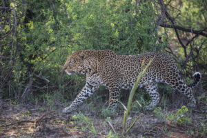 Tsavo west national park, Tsavo west national park location, Tsavo west national park kenya, Tsavo west national park lodges, Tsavo west national park fees