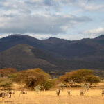 national parks in Kenya, top 10 national parks in kenya, wildlife parks in kenya, national parks in east africa, top national parks in kenya