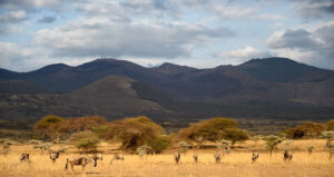 national parks in Kenya, top 10 national parks in kenya, wildlife parks in kenya, national parks in east africa, top national parks in kenya 