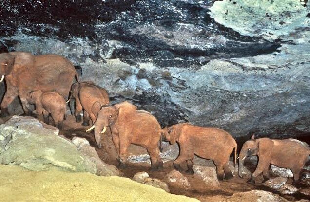 national parks in Kenya, top 10 national parks in kenya, wildlife parks in kenya, national parks in east africa, top national parks in kenya. Best places to visit in Trans Nzoia County, Things To Do In Trans Nzoia, Tourist Attractions in Trans Nzoia County, Places To Stay In Trans Nzoia County, Best Time To Visit In Trans Nzoia County