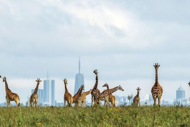 national parks in Kenya, top 10 national parks in kenya, wildlife parks in kenya, national parks in east africa, top national parks in kenya. Best places to visit in Kenya, Best Tourists attractions in Kenya, Kenya Safari destinations, Kenya travel destinations, Kenya safari places.Best things to do in Kenya, Top things to do in Kenya, Best things to do in Nairobi, What to do in Nairobi for a day, Things to do in Kenya other than safari. Is Nairobi worth visiting, Nairobi visit places, why is Nairobi famous, where to stay in Nairobi as a tourist, Is Nairobi safe for tourists. Private Bird Watching in Nairobi, Exclusive Bird Watching Safari Kenya, Luxury Birding Kenya Tour, Personalized Nairobi Birding Experience, Tailored Nairobi Bird Watching Tour