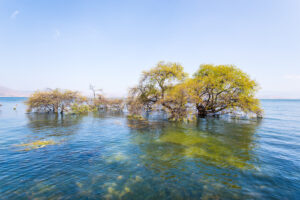 national parks in Kenya, top 10 national parks in kenya, wildlife parks in kenya, national parks in east africa, top national parks in kenya