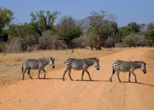 national parks in Kenya, top 10 national parks in kenya, wildlife parks in kenya, national parks in east africa, top national parks in kenya 