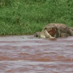 CENTRAL ISLAND NATIONAL PARK, CENTRAL ISLAND NATIONAL PARK KENYA, CENTRAL ISLAND KENYA, CENTRAL NATIONAL PARK, ISLAND IN LAKE TURKANA. national parks in Kenya, top 10 national parks in kenya, wildlife parks in kenya, national parks in east africa, top national parks in kenya