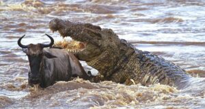 CENTRAL ISLAND NATIONAL PARK, CENTRAL ISLAND NATIONAL PARK KENYA, CENTRAL ISLAND KENYA, CENTRAL NATIONAL PARK, ISLAND IN LAKE TURKANA.Mara North Conservancy, Mara north conservancy airstrip, Mara North Conservancy Camps, Mara North Conservancy Map, Mara North Conservancy fee