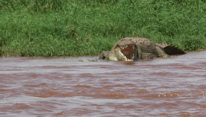 2025 Top Guide to Central Island National Park-Naicef +254799922277