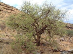 CENTRAL ISLAND NATIONAL PARK, CENTRAL ISLAND NATIONAL PARK KENYA, CENTRAL ISLAND KENYA, CENTRAL NATIONAL PARK, ISLAND IN LAKE TURKANA