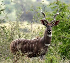 Kora National Park, Kora National Park Kenya, Kora National Park Location, Kora National Park accommodation, Kora National Park map