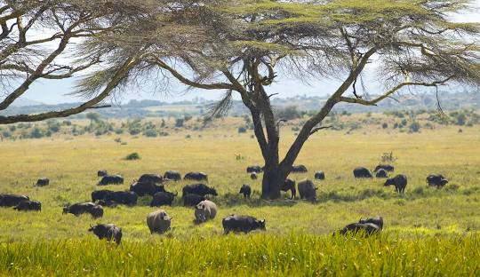 Lewa conservancy, Lewa wildlife conservancy, Lewa Downs, Lewa Conservancy marathon,, Lewa Wildlife Conservancy Accommodation. Borana Conservancy, Borana wildlife conservancy, Borana Conservancy Kenya, Borana conservancy lodges, Lewa Borana Conservancy