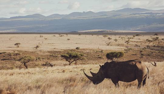 Lewa conservancy,, Lewa wildlife conservancy, Lewa Downs, Lewa Conservancy marathon, Lewa Wildlife Conservancy Accommodation. Best Places to Visit in Laikipia County, Things to do in Laikipia County, Tourist attractions in Laikipia County, Accommodations in Laikipia County, Best Time to Visit Laikipia County